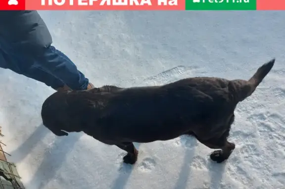 Собака на Лескова 21 в ЖК Оазис
