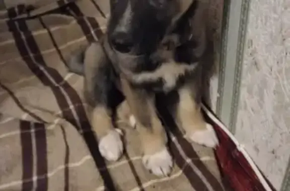 Собаки потеряшки, Москва, фото: Потеряшка щенок Вольт в Бабушкинском р-не Москвы