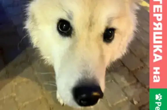 Найдена собака в ЖК Триумф Парк, СПб