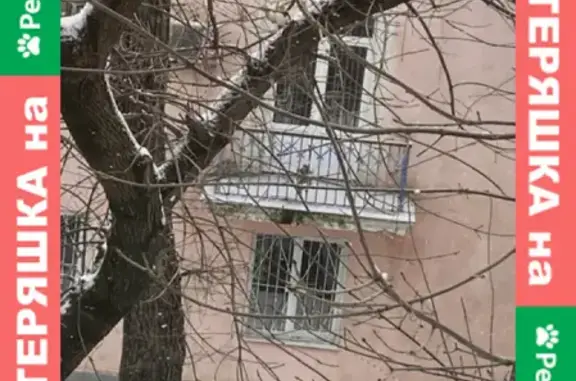 Пропала кошка на Криворожской улице, Ростов-на-Дону
