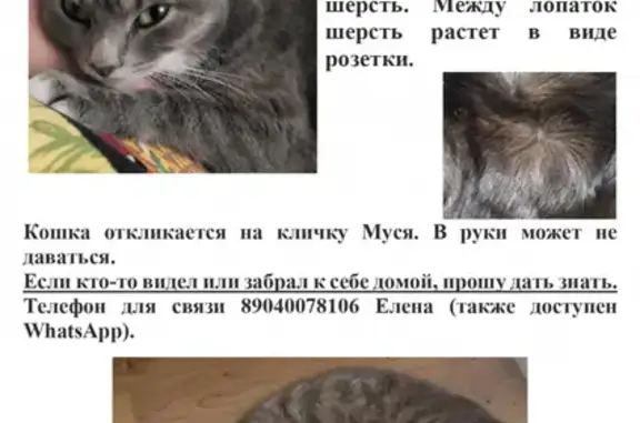 Кошки потеряшки, Тверь, фото: Потеряшка кошка на улице Фадеева, 32 в Твери