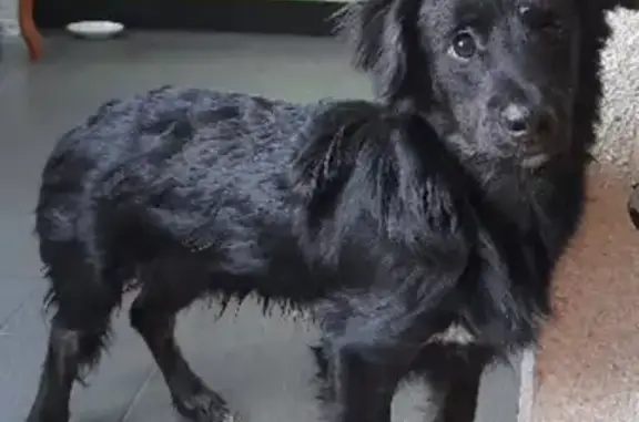 Найдена собака, Красноярск, фото: Собака найдена на улице Ладо Кецховели, ищу хозяина.