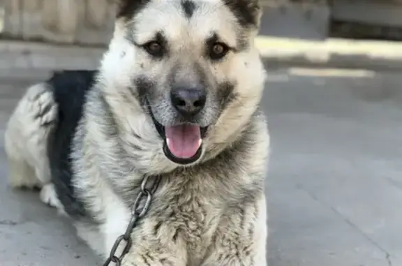 Пропала собака Мухтар на 2-й Черниговской, Астрахань