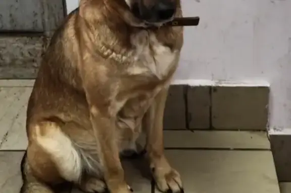 Найдена собака на Люблинской улице, Марьино