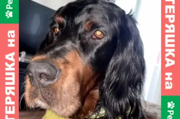 Собаки потеряшки, Нижний Новгород, фото: Потеряшка собака Найден на улице Дружбы