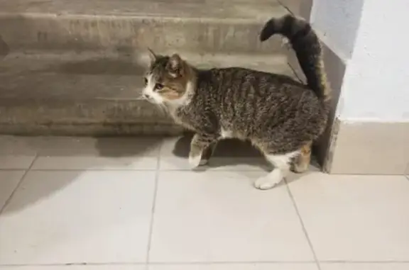 Найдена кошка в ЖК «Суворовский», Восточная улица, 39