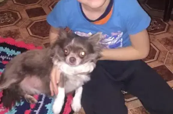 Пропала собака на ул. Дружбы, Челябинск (10-летняя чихуахуа, кофе с молоком)