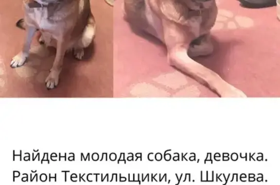 Собака найдена на Шкулёвой, Текстильщики