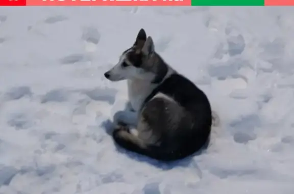 Найдена собака возле школы 85 на ул. Ефремова, 153