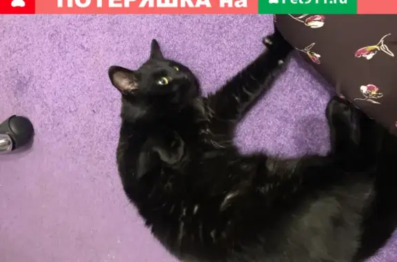 Найдена кошка в Малых Клыках, Казань