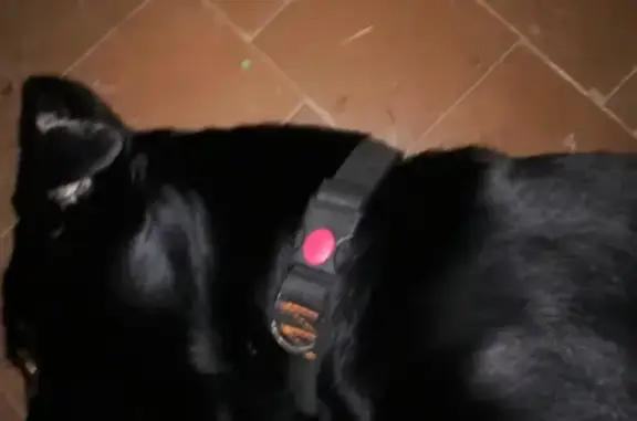 Найдена черная собака на Отрадной, Ульяновск
