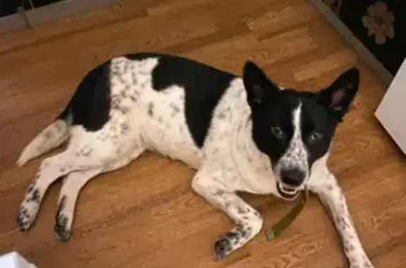 Объявления о пропавших и найденных животных, Нижний Новгород, фото: Найдена добрая собака на ул. Даргомыжского