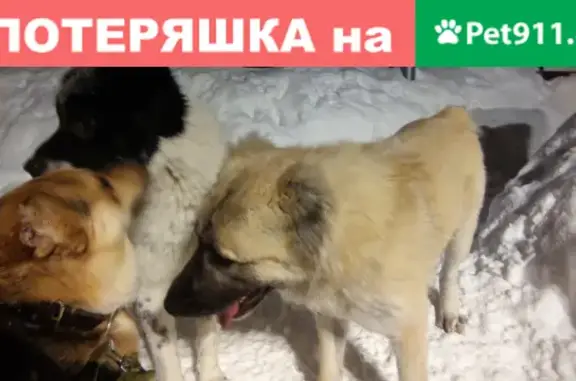 Найдена породистая собака в Троицке, Москва
