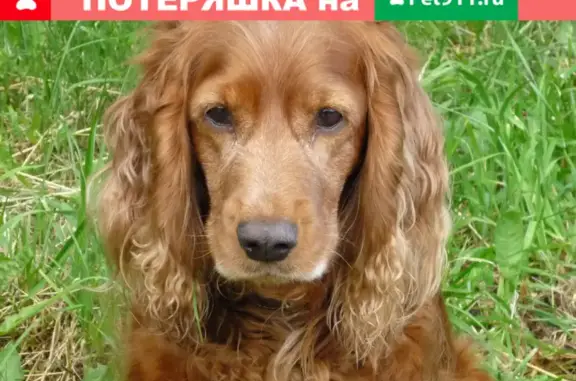 Объявления о пропавших и найденных животных, Ульяновск, фото: Пропала собака на Первомайской, 31 в Ульяновске