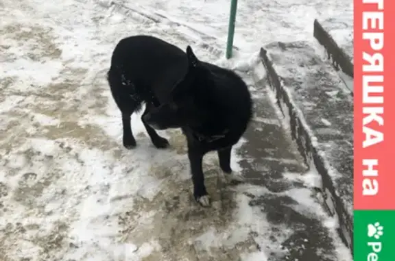 Найдена собака на ул. Двинской 20, Волгоград