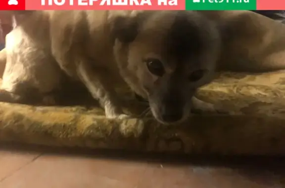 Найдена собака на Ключевской, нужна помощь!