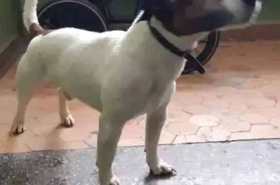 Объявления о пропавших и найденных животных, Нижний Новгород, фото: Найден Джек Рассел в сквере на ул. Страж Революции, 6