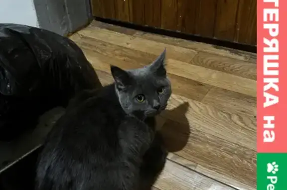 Пропала кошка Котик на Партизанской, 37