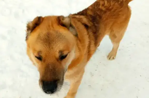 Найдена собака на ул. Кирова в Челябинске
