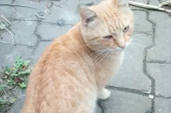 Найден домашний кот на улице Славянская, Пушкино