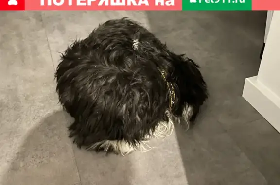 Найдена собака в районе СТ Маяк, порода Шпиц с клеймом на пузике