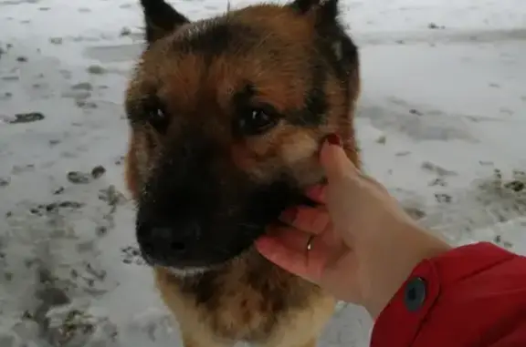 Потерянная собака на Гурзуфской улице, Волгоград