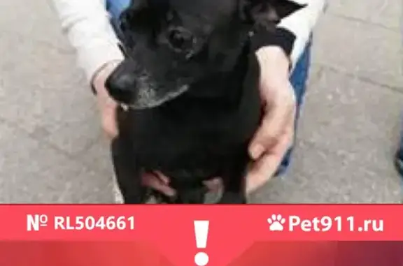Пропала собака Балуш на Онежской улице