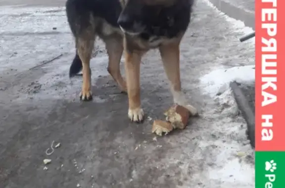 Найдена овчарка на Грейдерной улице в Астрахани