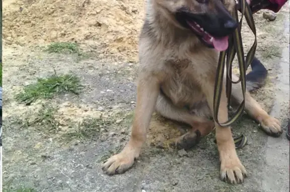 Пропала собака Барс в деревне Островцы, Московская обл.