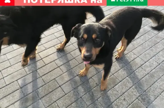 Найдена собака на ул. Орудийная 32Б в Калининграде