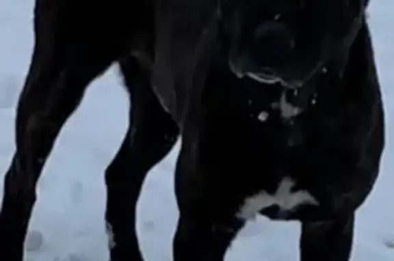 Найдена собака в парке Островского, Ростов-на-Дону