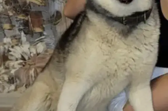 Собаки потеряшки, Санкт-Петербург, фото: Потеряшка хаски в Сиверском поселении, Ленобласть