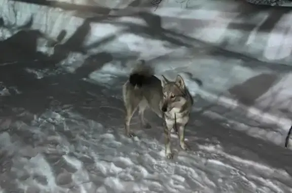 Найдена собака в Леоново, Сергиево-Посадском районе