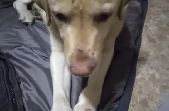 Собака Лабрадор найдена на улице Тимирязева 5