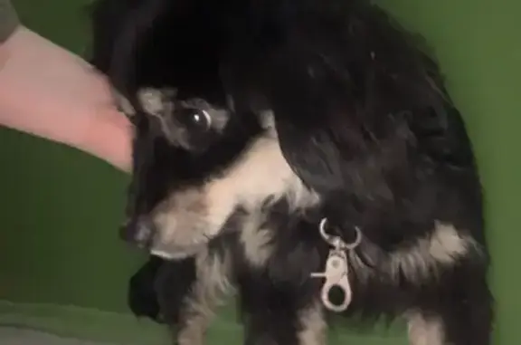 Найдена собака на 45-й Параллели, 26 в Ставрополе