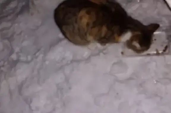 Найдена кошка возле остановки Гвардейской, Казань
