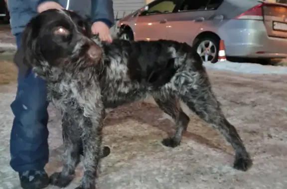 Найдена собака в районе отеля Смолино парк