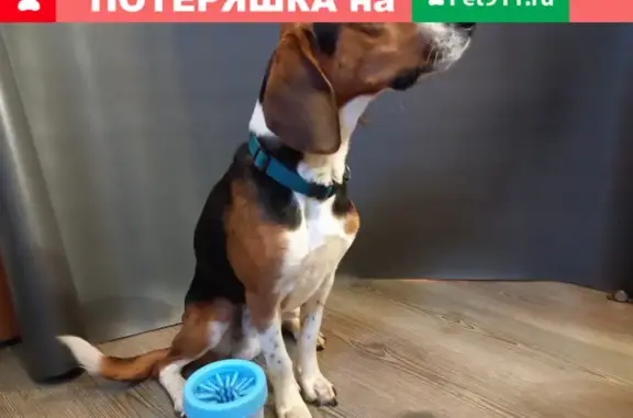 Собаки потеряшки, Санкт-Петербург, фото: Потеряшка собака Ричи в лесу рядом с пос. № 13, Всеволожский р-н