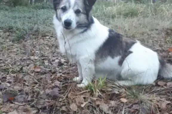 Потерянные животные Москва, фото: Пропала собака Дружок на Ереванской, Царицыно