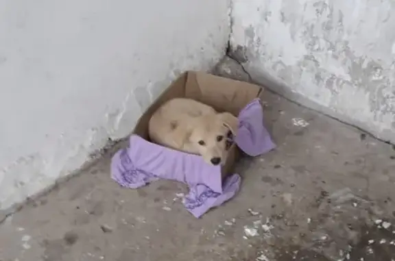 Собака ищет хозяина на улице Землячки, Волгоград.
