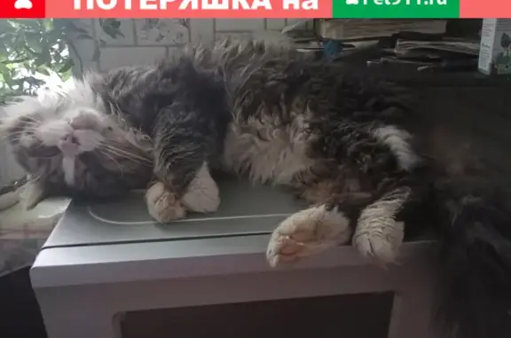 Пропала кошка на ул. Калинина, Хотьково, Московская область