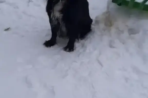 Найдена собака на Ульяновском проспекте