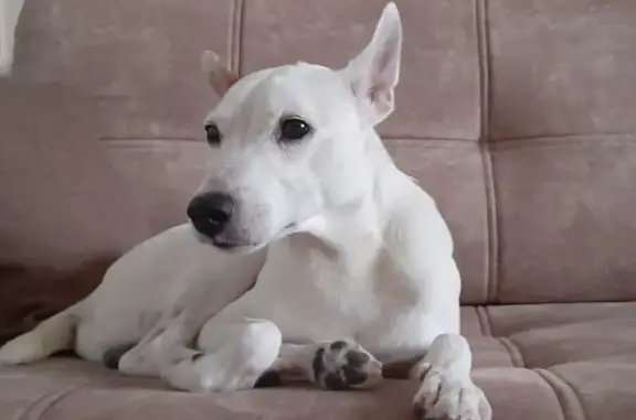 Собаки потеряшки, Липецк, фото: Потеряшка пес Малыш на бульваре Есенина