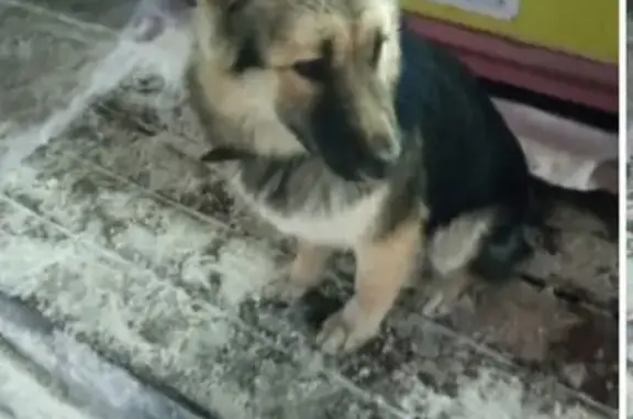 Пропала собака Аргон на ул. Нехинской, Великий Новгород