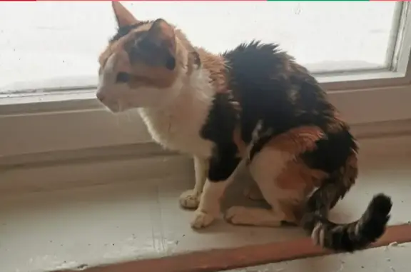 Найдена кошка, Москва, фото: Кошка найдена на ул. Плеханова, 29 к2, Москва