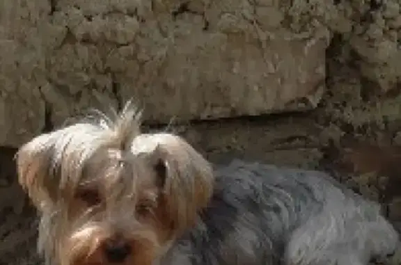 Пропала собака Йоркширский терьер по адресу: ул. Щорса 56А, Зерноград.