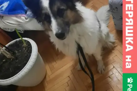 Собака найдена в Солнцево.