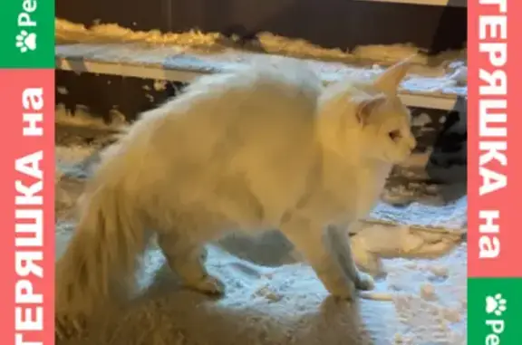 Найдена кошка на улице Космодемьянской, 5 в Пензе