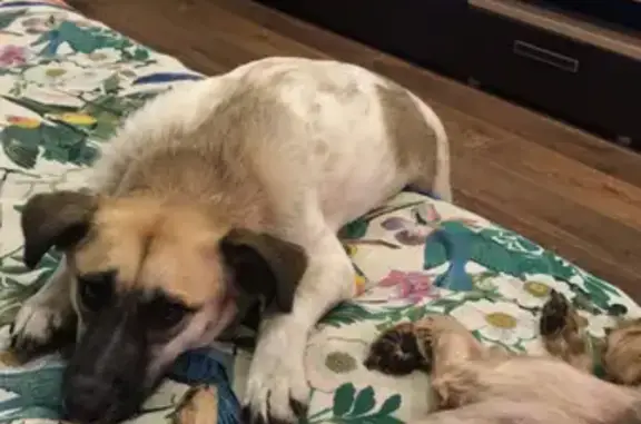 Собаки потеряшки, Ангарск, фото: Потеряшка собака Нюша на ул. 40 лет Октября, Ангарск