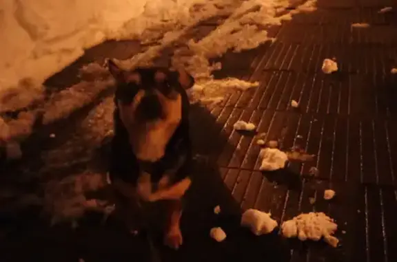 Найдена собака в Славянском микрорайоне Краснодара